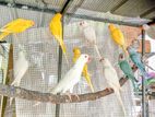 Ringneck Birds