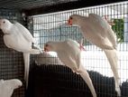 Ringneck Birds
