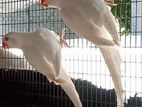 Ringneck birds