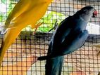 Ringneck birds