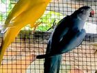 Ringneck Birds