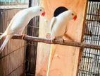 Ringneck birds
