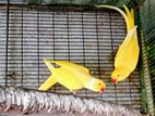 Ringneck birds