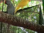 Ringneck Birds
