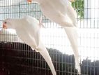 Ringneck Birds