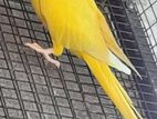 Ringneck Birds