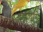 Ringneck birds