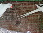 Ringneck Birds