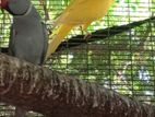 Ringneck Birds