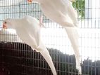 Ringneck Birds