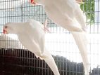 Ringneck Birds