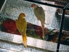 Ringneck Birds