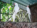 Ringneck Birds