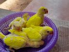 Yellow Parrot Chicks