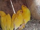 Yellow Ring Neck Birds