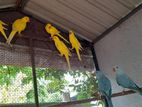 Ringneck Parrot Birds