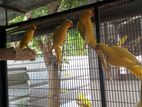 Ringneck Yellow Parrots