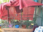 Ringneck Birds with Cage