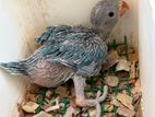 Ringneck Blue Chick