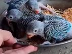 Ringneck Blue Chicks