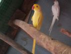 Ringneck Breeding Bird