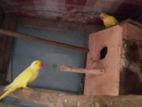 Yellow Ring Neck Birds