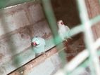 Ringneck Breeding Pair