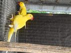 Ringneck Breeding Pair and Baby