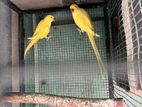 Ringneck Breeding Pair