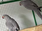 Grey Parrot