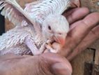 Ringneck Chicks
