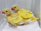 Yellow Ringneck Chicks