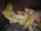 Ringneck Chicks
