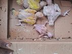 Ringneck Chicks