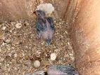 Ringneck Chicks