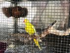 Ringneck Yellow Birds