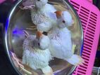 Indian Ringneck Chicks
