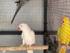 Ringneck Birds