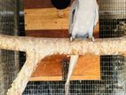Ringneck