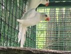 Ringneck Birds