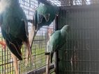 Ringneck Birds