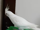 Albino Ringneck Birds with Cage