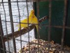 Love Birds