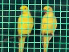 Ringneck