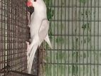 Ringneck Birds