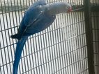 Ringneck
