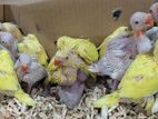 Ringneck Chicks