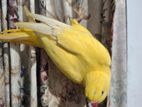 Yellow Ringneck