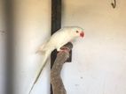 Ringneck