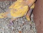 Ringneck Bird